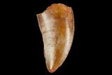Serrated, Raptor Tooth - Real Dinosaur Tooth #127061-1